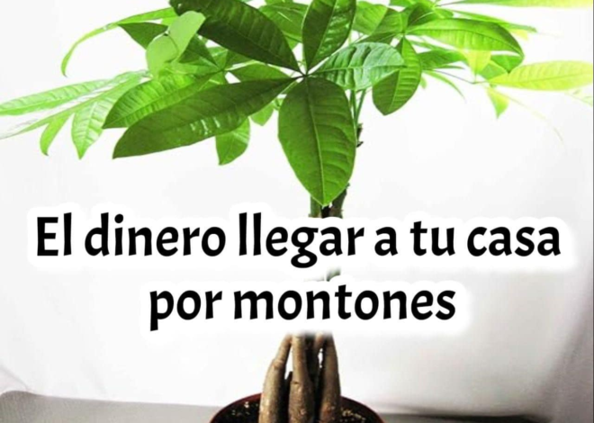 PACHIRA: LA PLANTA DEL DINERO QUE ES TAN PODEROSA COMO EL BONSÁI