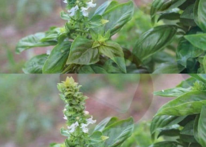 SI TUS ALBAHACAS TIENEN FLORES EN LA PUNTA NO LAS TIRES SON VALIOSAS