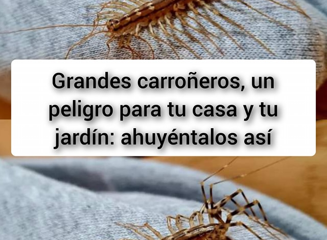 Grandes carroñeros, un peligro para tu casa y tu jardín: ahuyéntalos así