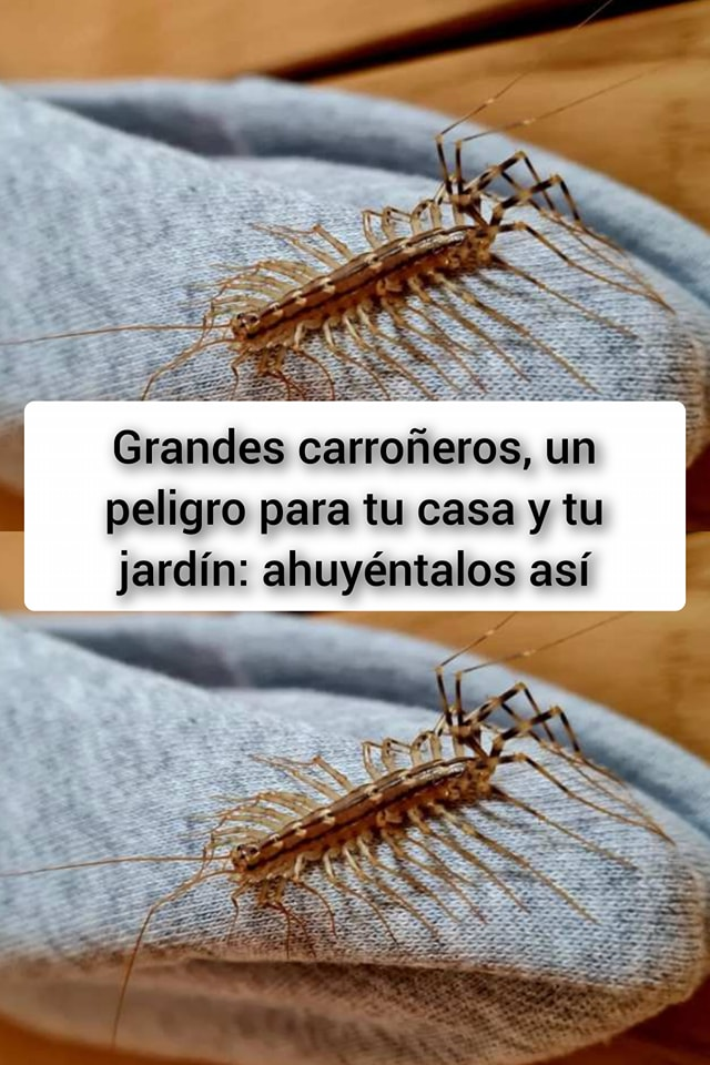 Grandes carroñeros, un peligro para tu casa y tu jardín: ahuyéntalos así