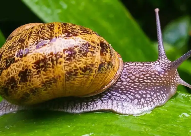 5 consejos para mantener a los caracoles alejados del jardín