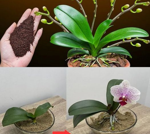 ¡Café! El secreto de las orquídeas que crecen rápidamente y florecen sin cesar.