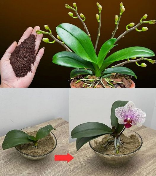 ¡Café! El secreto de las orquídeas que crecen rápidamente y florecen sin cesar.