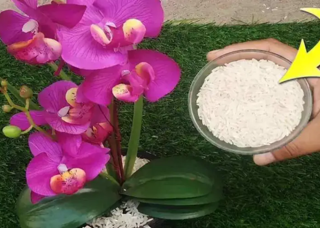 Pon un puñado de ellos en tu orquídea: crecerá hermosa y exuberante.