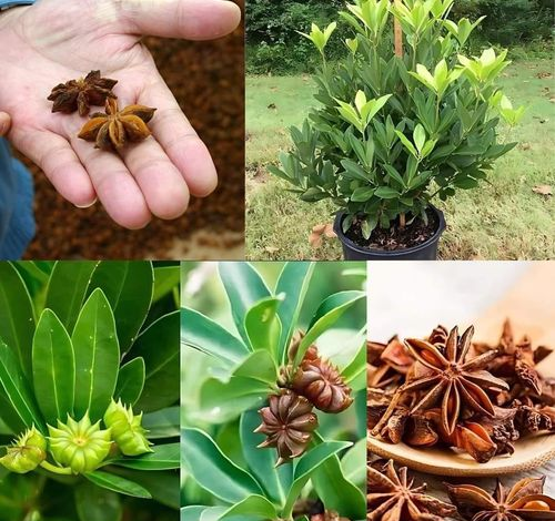 Como cultivar anís en casa en una maceta.