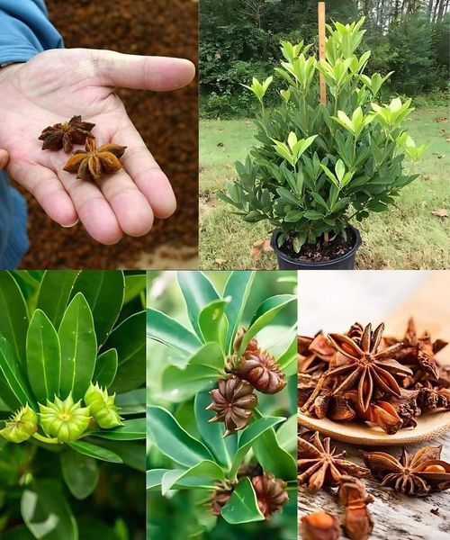 Como cultivar anís en casa en una maceta.