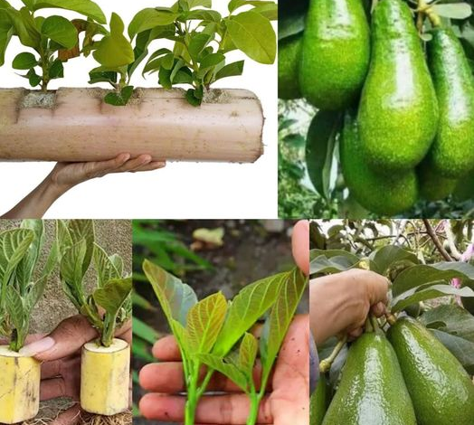 Deja de comprar aguacates. Aquí se explica cómo cultivar un árbol de aguacate en una maceta pequeña en casa.