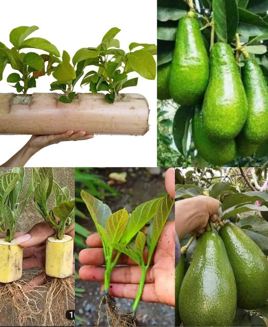 Deja de comprar aguacates. Aquí se explica cómo cultivar un árbol de aguacate en una maceta pequeña en casa.