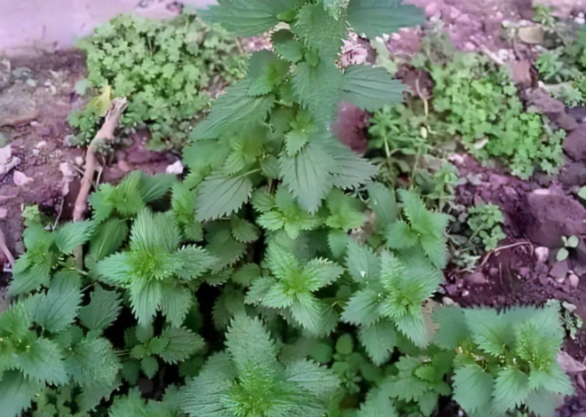 Beber té puede ayudarte a mantenerte joven porque rejuvenece y nutre las células de todo el cuerpo.