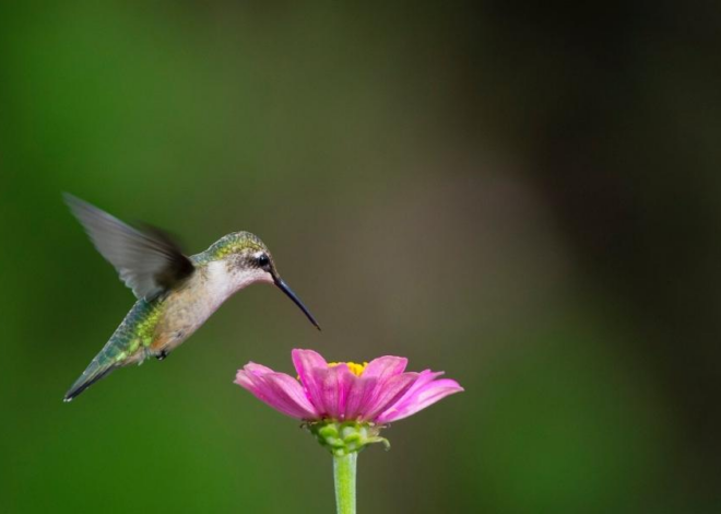 Qué significado tiene que un colibrí aparezca en tu casa