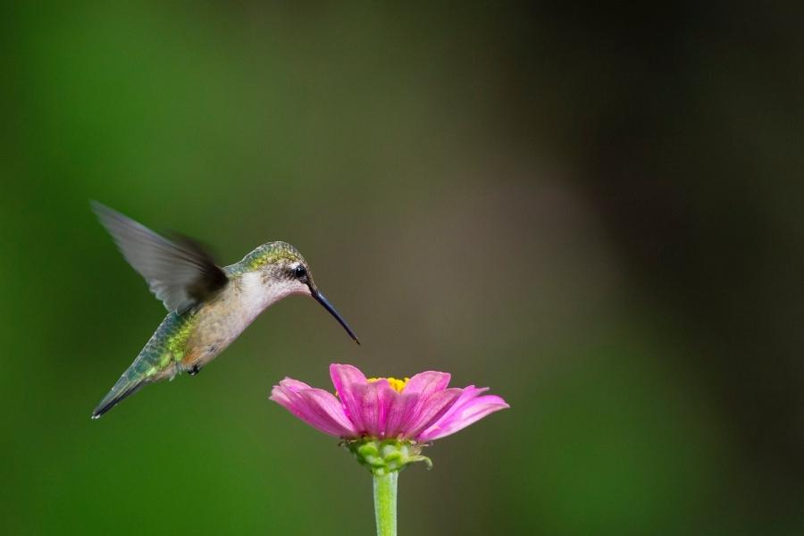 Qué significado tiene que un colibrí aparezca en tu casa