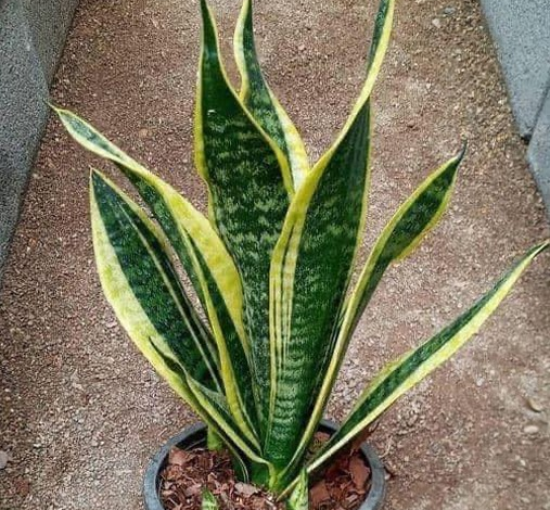 La planta lengua de suegra; esta planta es un tesoro y seguro no sabias