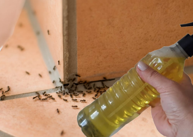 Insecticida casero: rocíalo y te librarás de hormigas, arañas, mosquitos y polillas