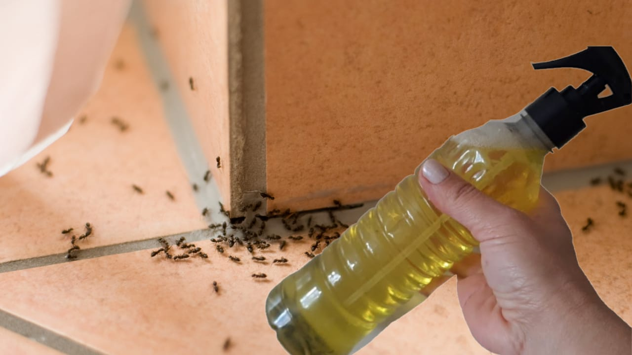 Insecticida casero: rocíalo y te librarás de hormigas, arañas, mosquitos y polillas