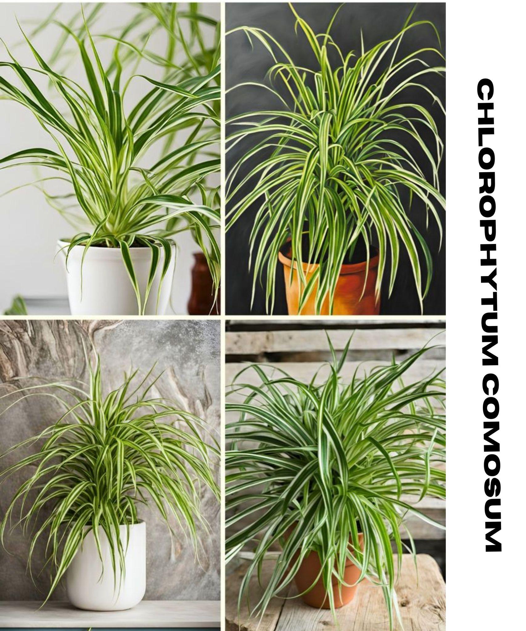 Chlorophytum comosum