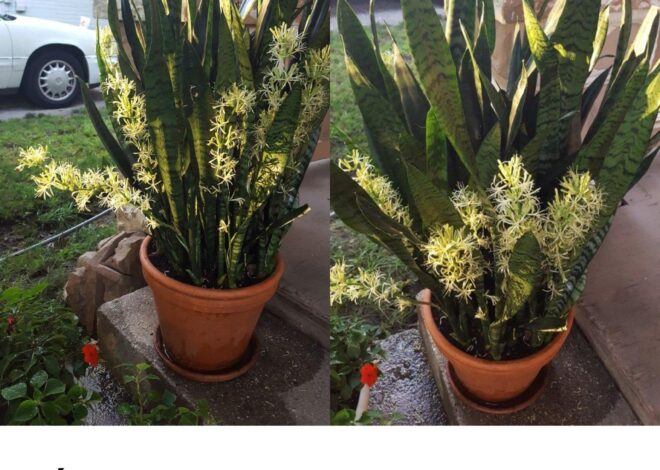 Cómo hacer que la lengua de suegra florezca para perfumar toda la casa